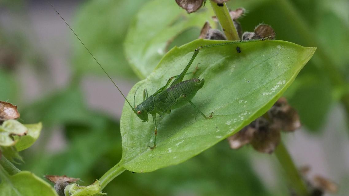 Phaneroptera nana - pontozott repülőszöcske