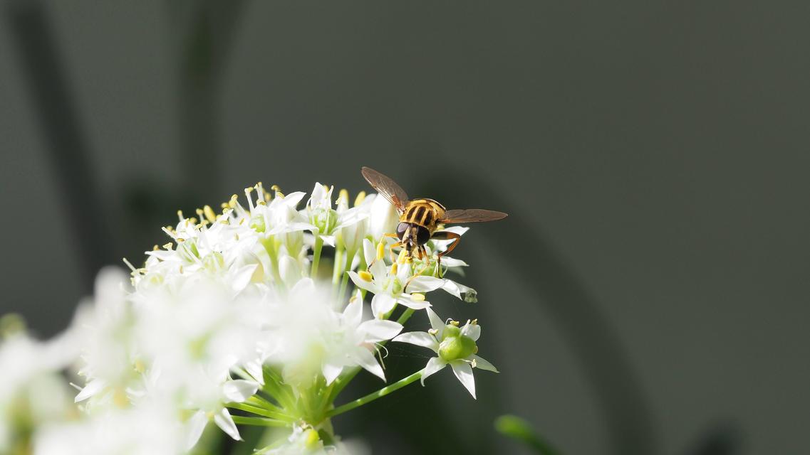 Helophilus pendulus - közönséges mocsárilégy