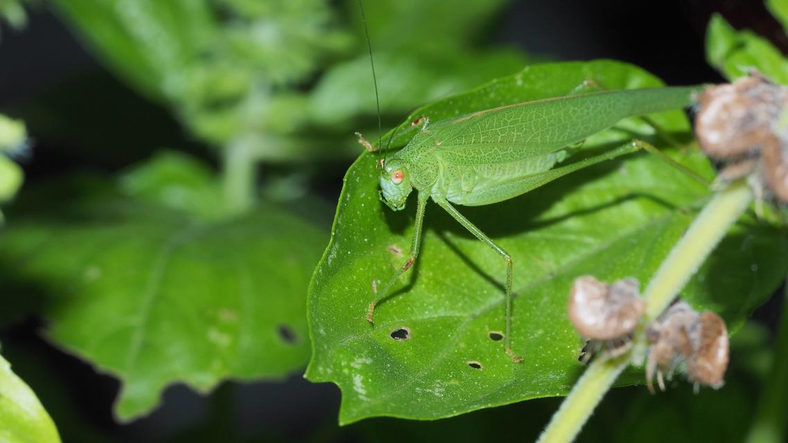 Phaneroptera nana - pontozott repülőszöcske