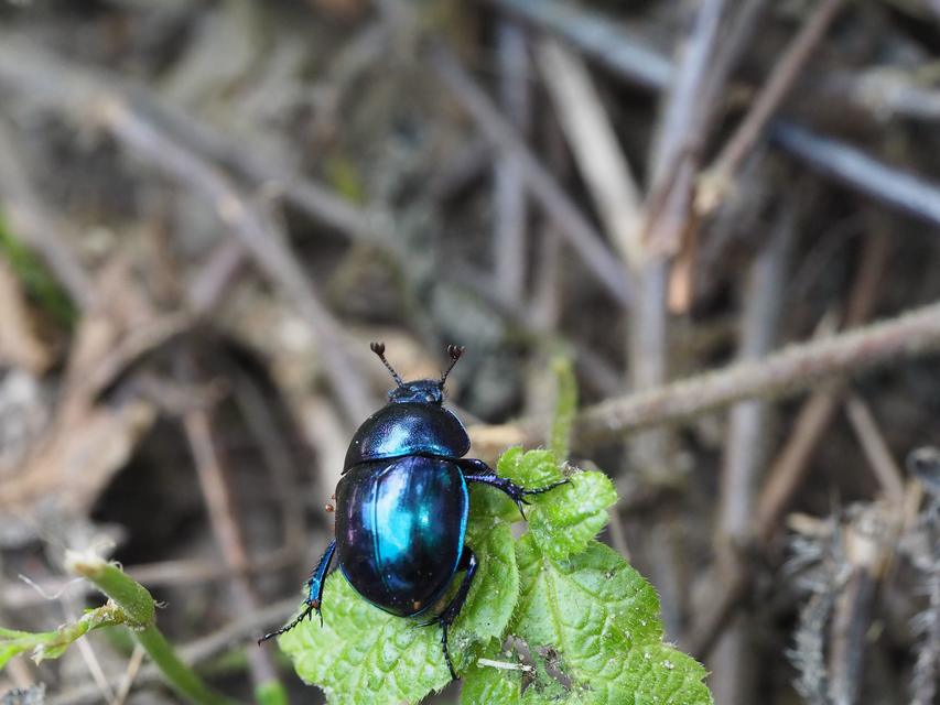 Trypocopris vernalis - tavaszi álganéjtúró