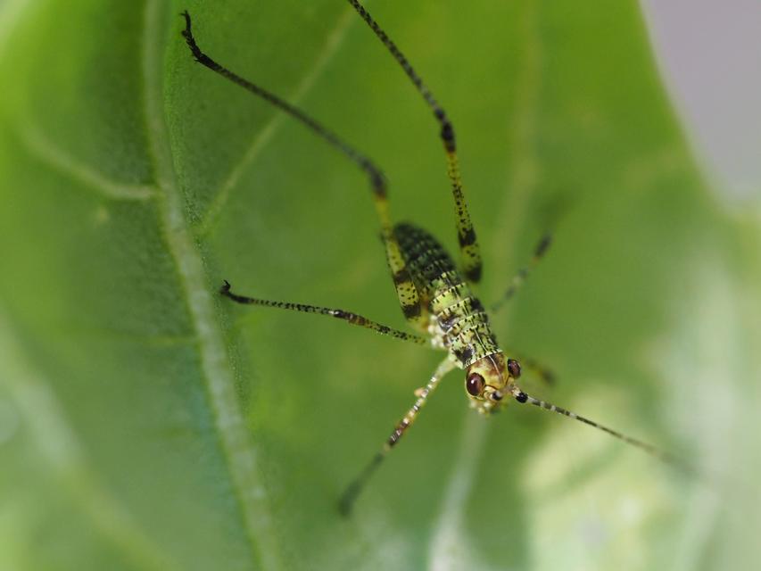Phaneroptera