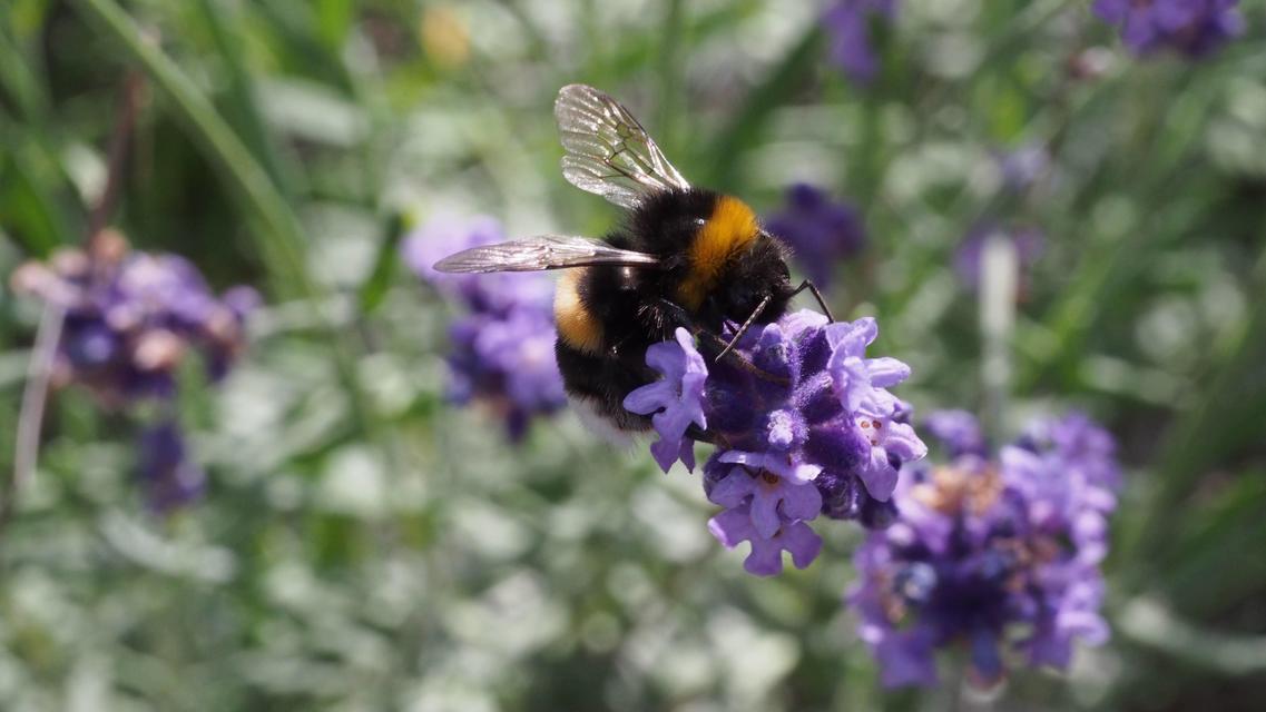 Bombus terrestris/lucorum