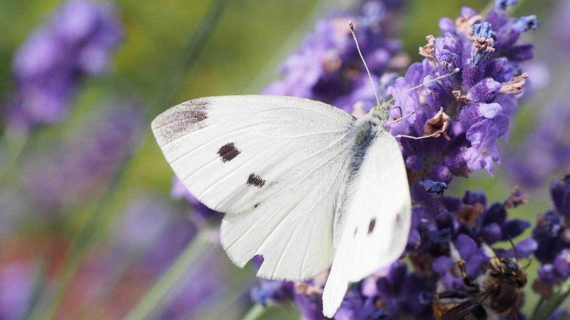Pieris rapae - répalepke