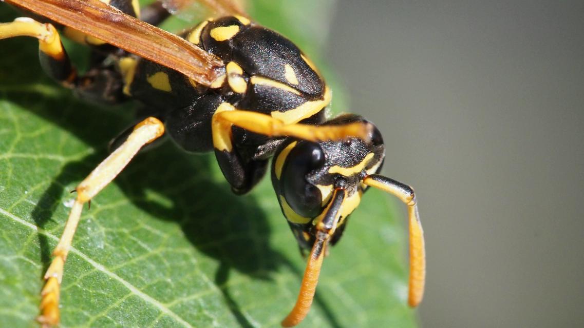 Hymenoptera - Hártyásszárnyúak
