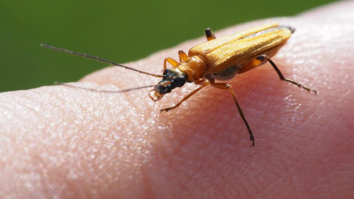 Oedemera podagrariae - székfű-álcincér