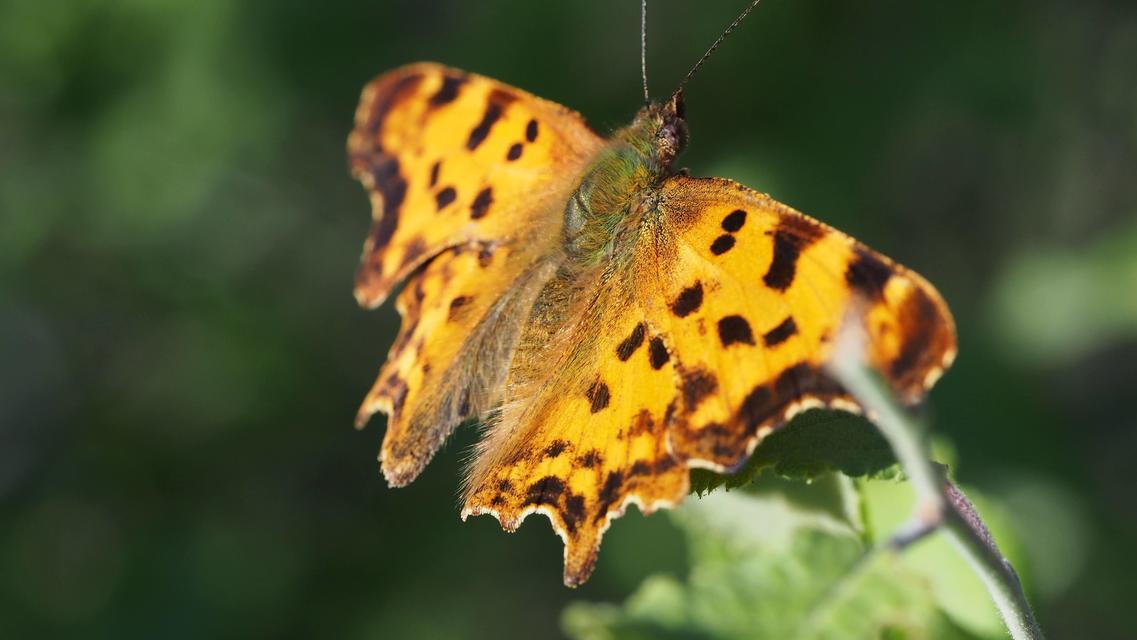 Nymphalis c-album - C-betűs lepke