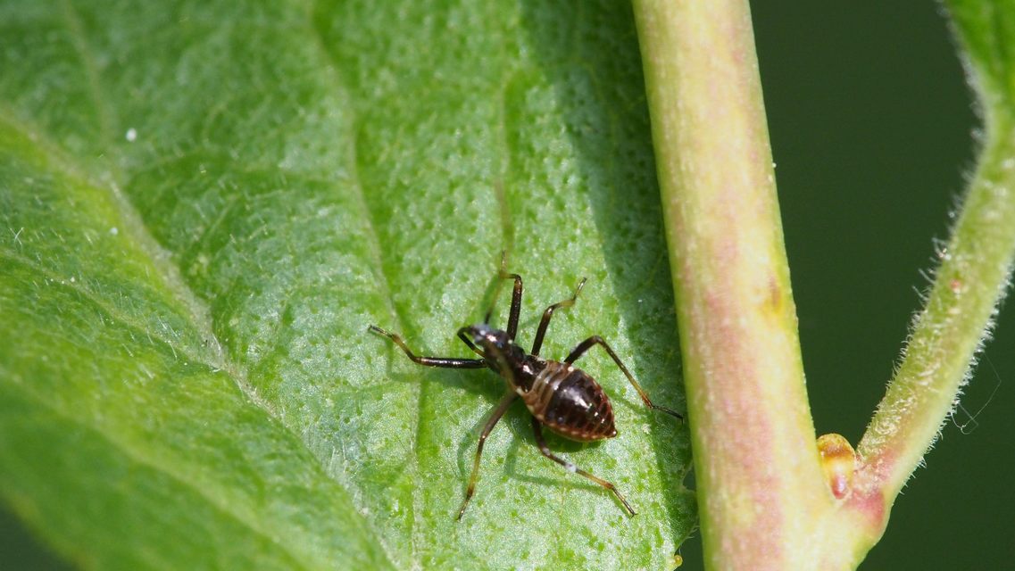 Himacerus