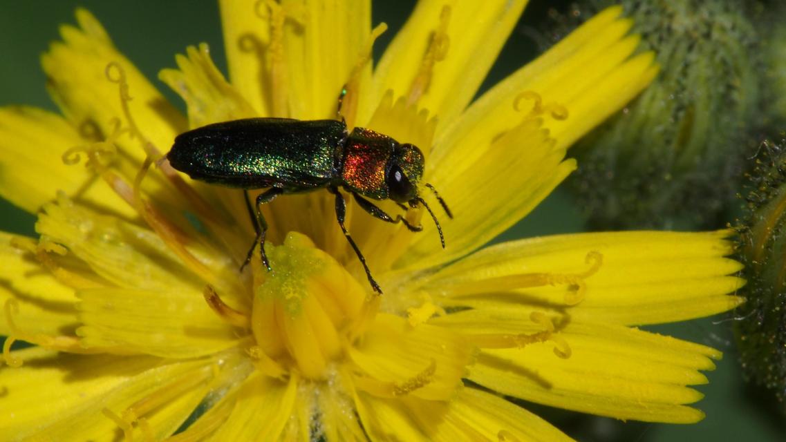Anthaxia nitidula - ragyogó virágdíszbogár