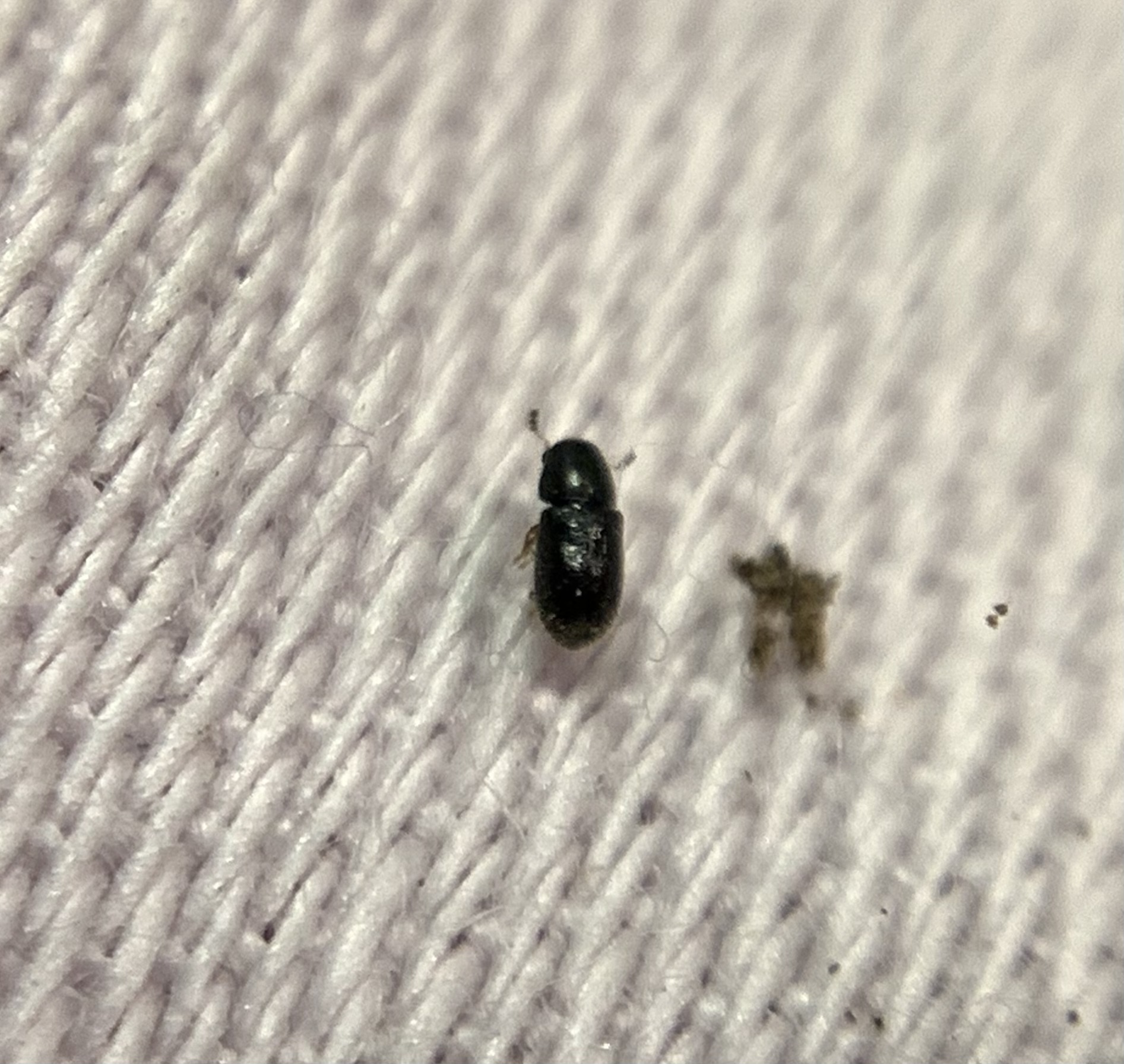 Sulcacis nitidus - apró taplószú