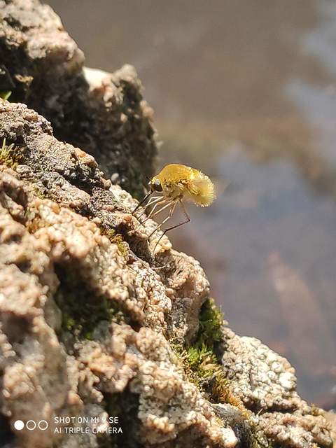 Bombylius fulvescens