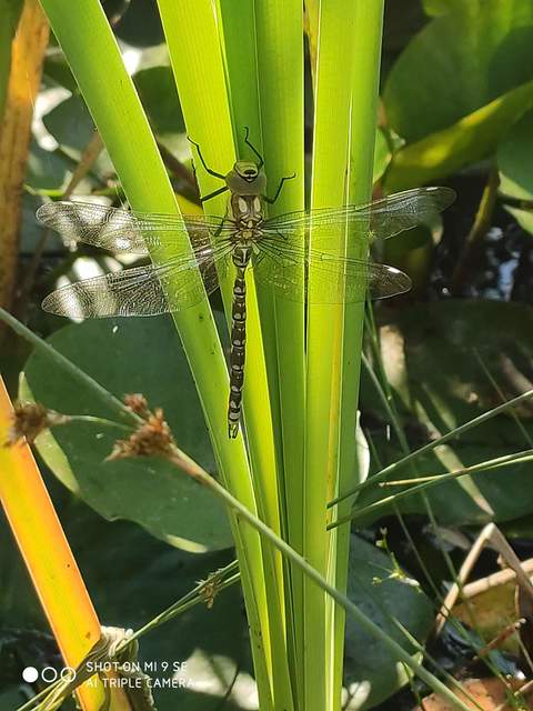 Aeshna cyanea - sebes karcsúacsa