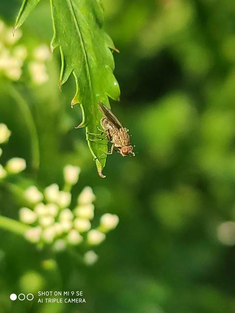 Notiphila