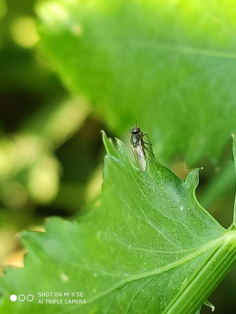 Chloropidae - gabonalegyek