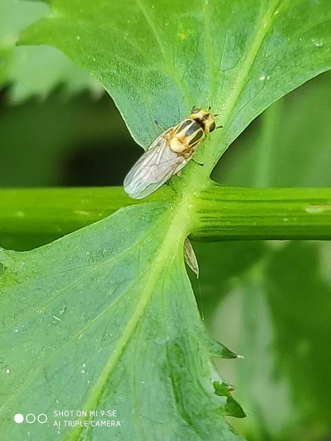 Chloropidae - gabonalegyek
