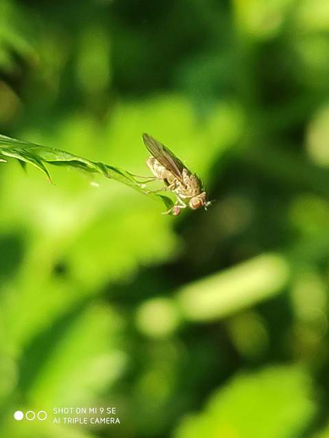 Notiphila