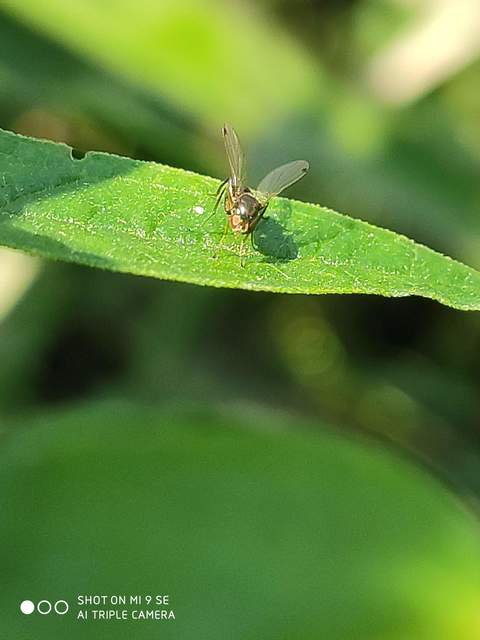Sepsidae - billegetőlégyfélék