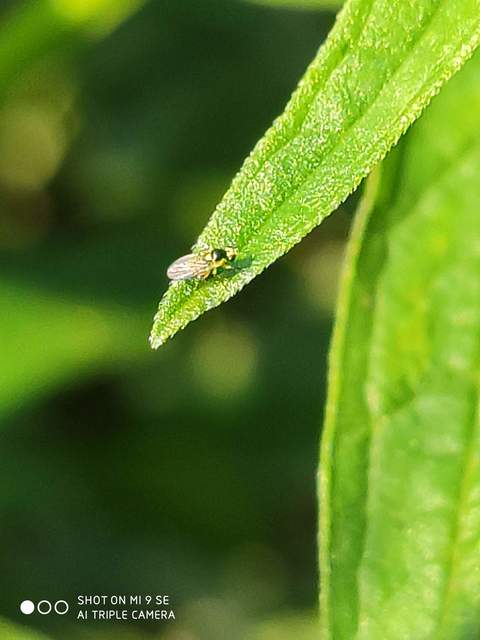 Chloropidae - gabonalegyek