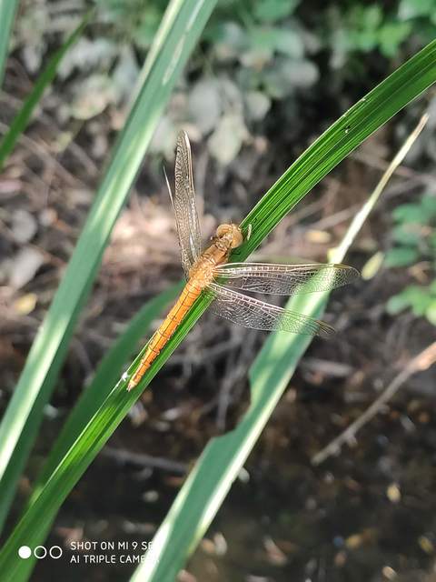 Orthetrum coerulescens - karcsú pásztorszitakötő