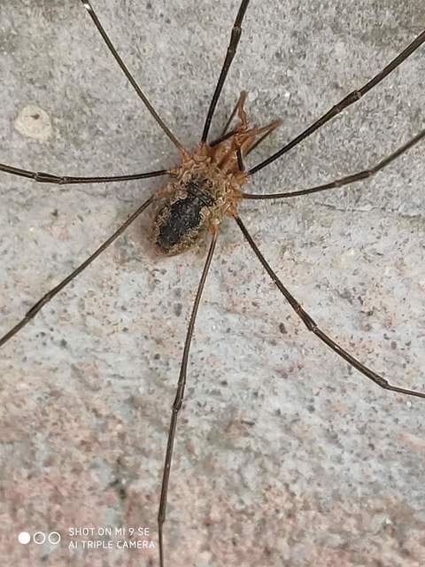 Phalangium opilio