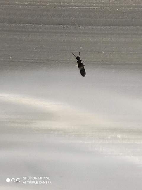 Anotylus Anotylus