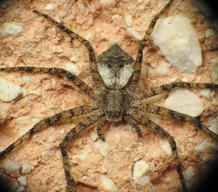Philodromus margaritatus - bükkfa-fürgekarolópók