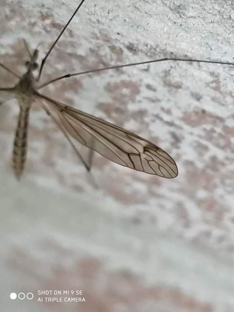 Tipula lateralis