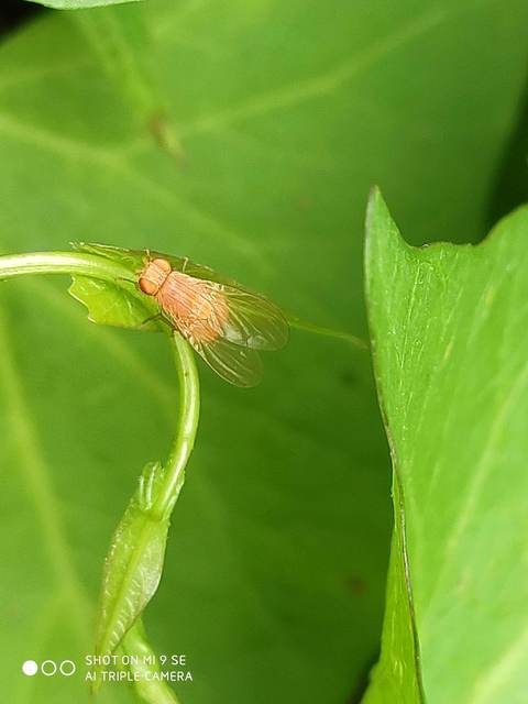Lauxaniidae - pudvalegyek