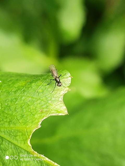 Sepsidae - billegetőlégyfélék