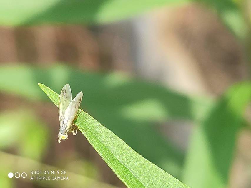 Tephritidae - fúrólégyfélék