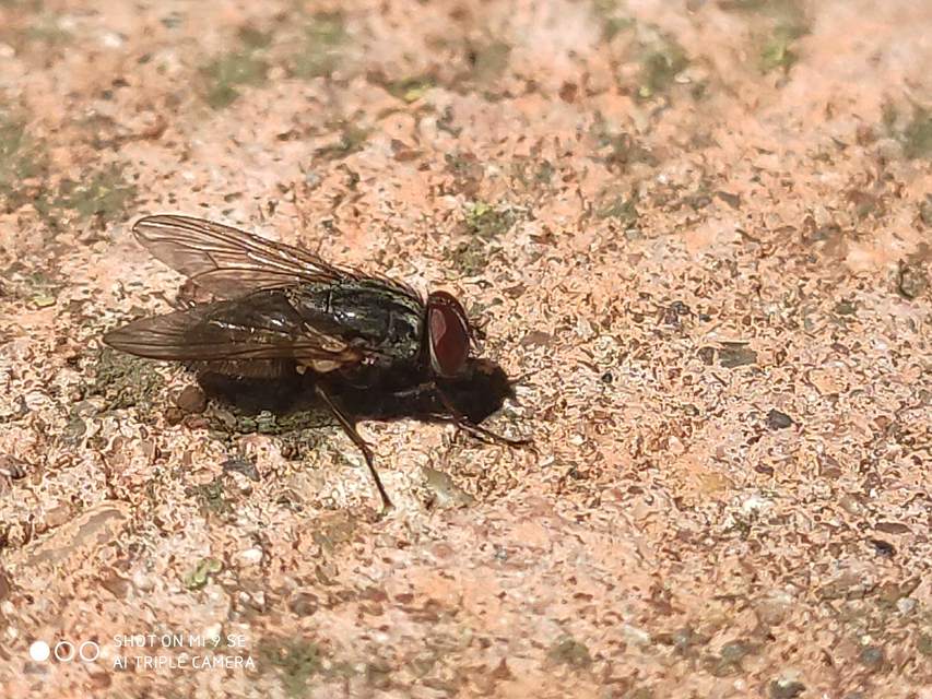 Muscina stabulans