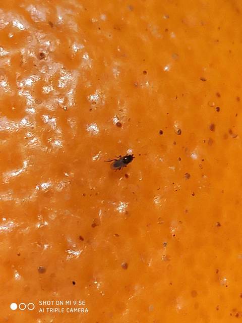 Sphaeroceridae - trágyalegyek