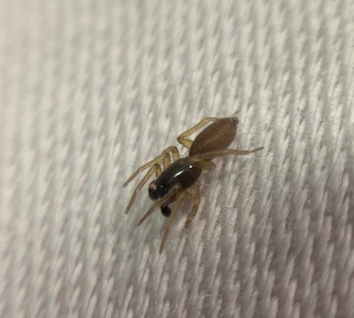 Clubiona subtilis