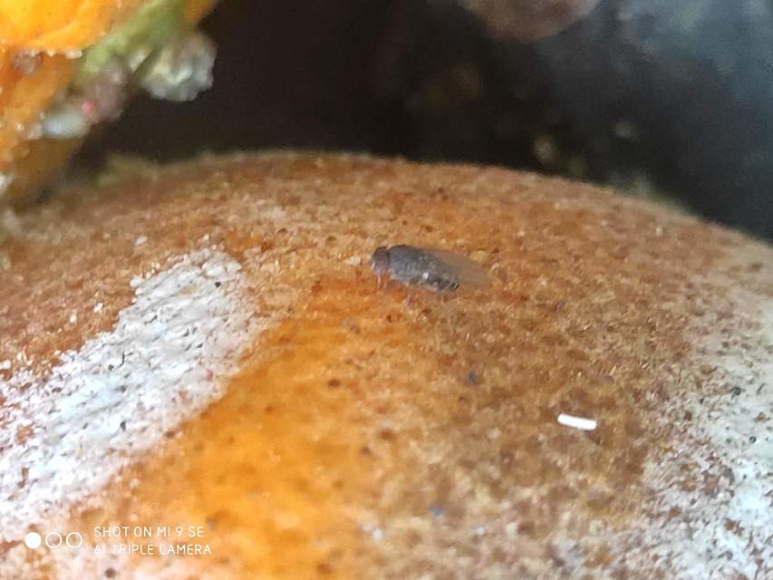 Drosophila