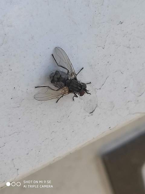 Stomoxys calcitrans - szuronyos istállólégy