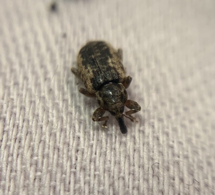 Dorytomus ictor - szegélyes hangormányos