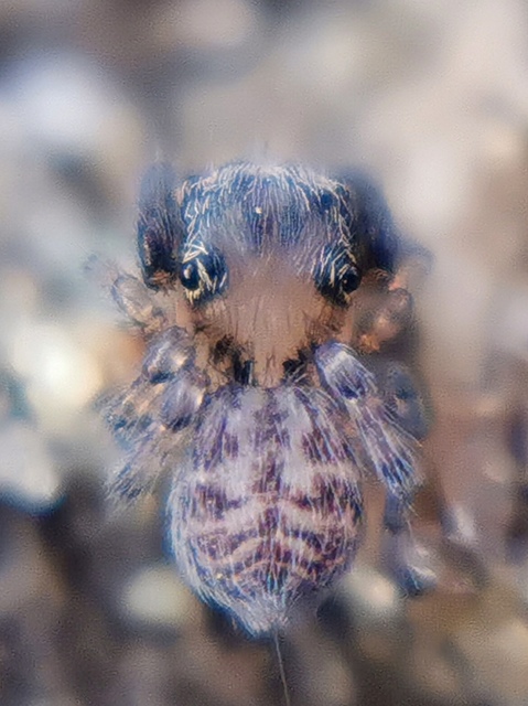 Neon pictus