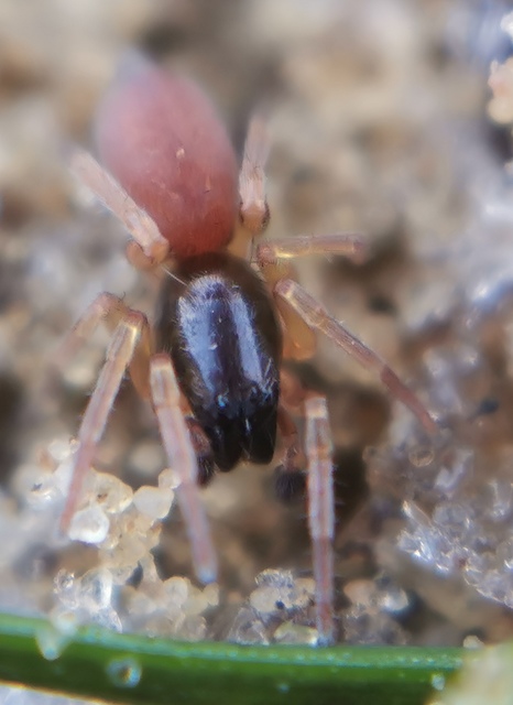 Clubiona subtilis