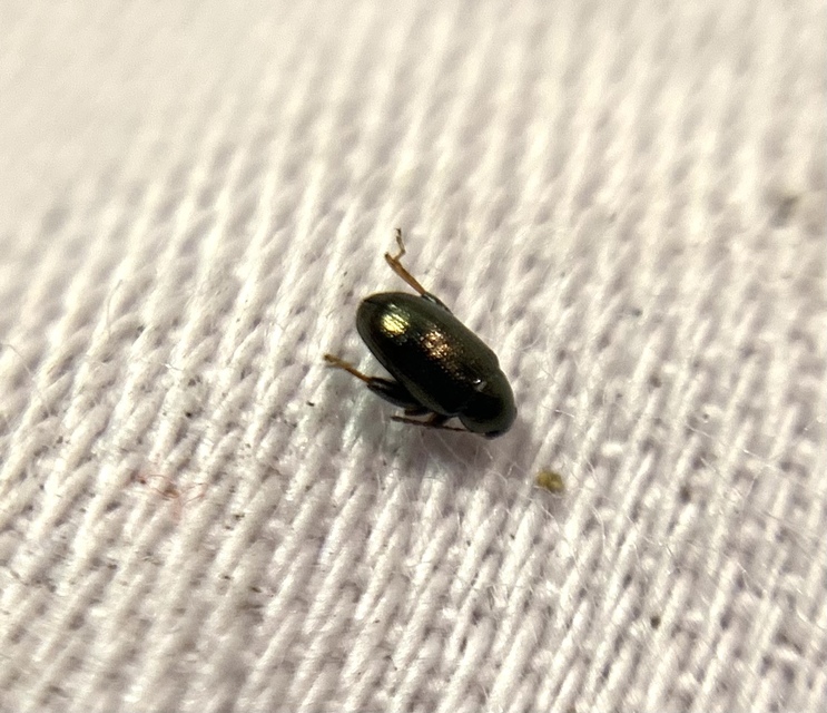 Psylliodes attenuata - kenderbolha
