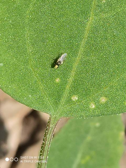 Chloropidae - gabonalegyek