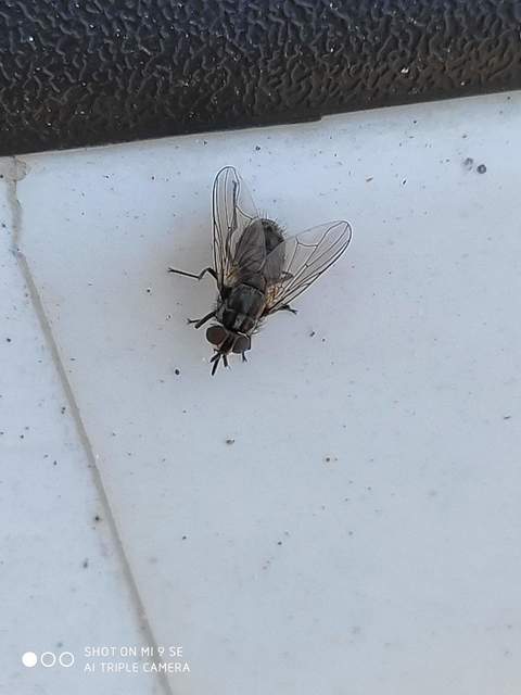 Stomoxys calcitrans - szuronyos istállólégy