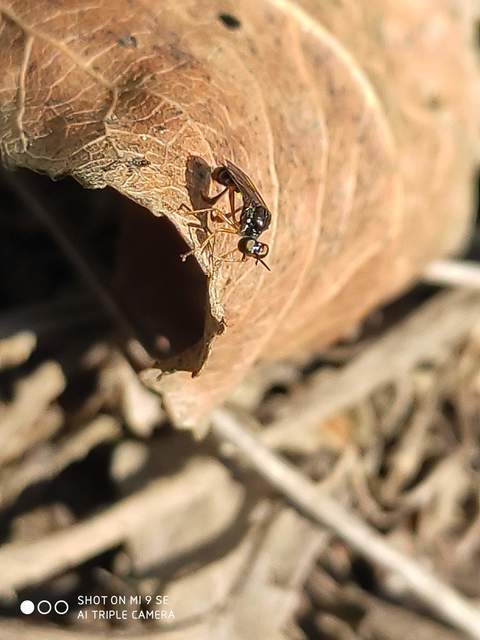Dioctria
