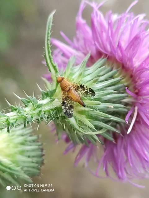 Tephritidae - fúrólégyfélék