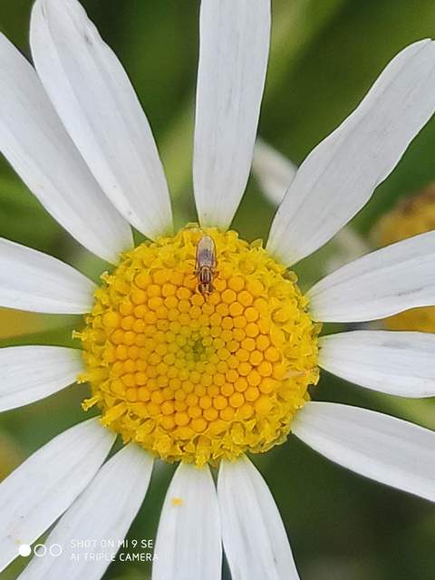 Chloropidae - gabonalegyek