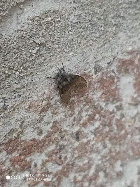 Psychodidae - lepkeszúnyogok