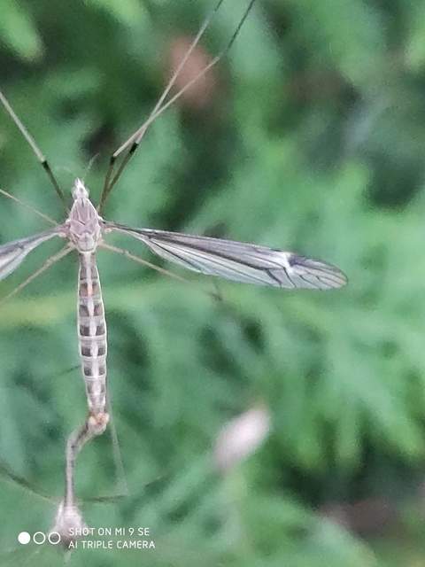 Tipula lateralis