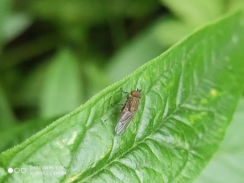 Notiphila