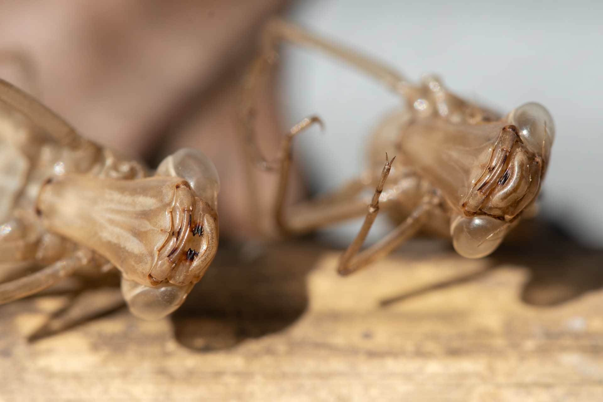 Anax guttatus