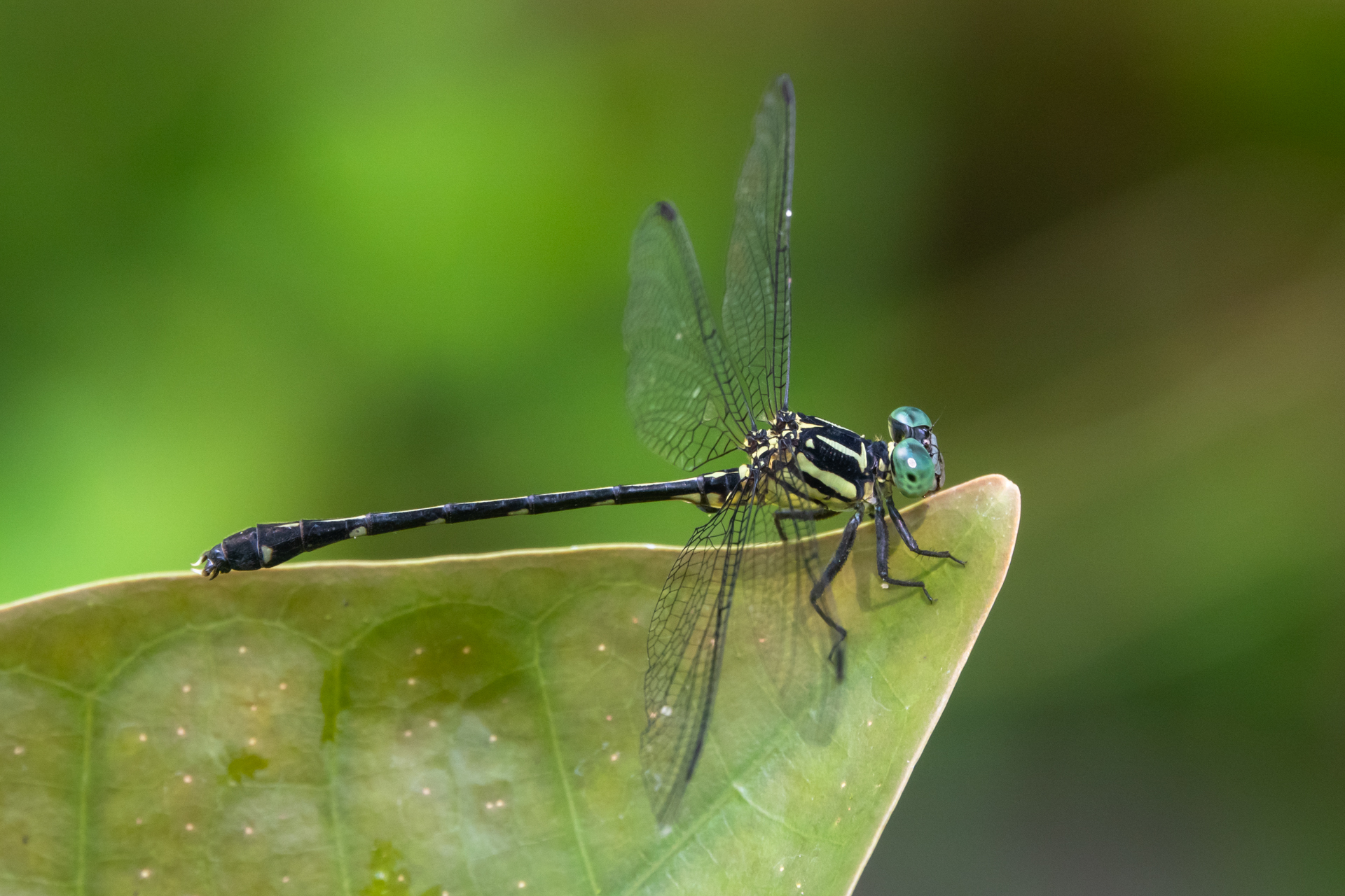 Heliogomphus bakeri