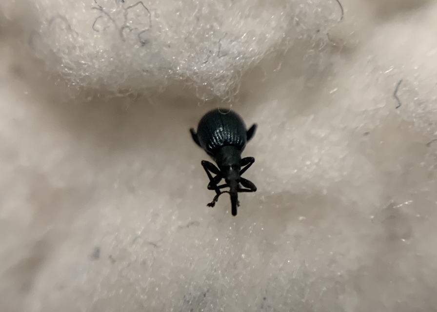 Eutrichapion punctiger - bükkönyrontó cickányormányos Eutrichapion punctiger - bükkönyrontó cickányormányos