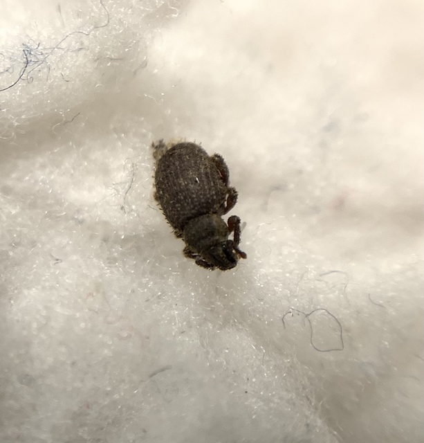 Cathormiocerus aristatus - szálkás éjiormányos